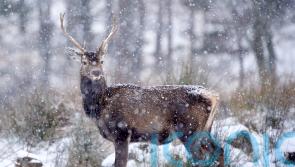 Nature group and Highland community clash over deer cull