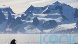 Walrus detectives: public asked to count Arctic mammals in satellite images