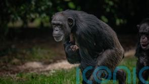 Boost for conservation as critically endangered chimpanzee born at Chester Zoo