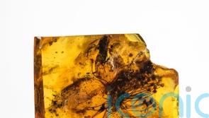 Flower trapped in amber for 34 million years is ‘extraordinary and beautiful’