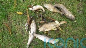 Anglian Water fined more than £500,000 after raw sewage kills 5,000 fish