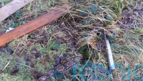 SSPCA ‘concerned’ after three dead snakes found at fly-tipping spot