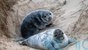 Record number of seal pups counted on Norfolk beaches