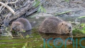 Beavers set to return to Hampshire after 400 years in nature restoration scheme