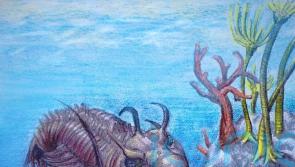 Fossil analysis reveals oldest known example of sexual combat weapon