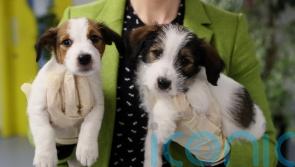 One in 10 considering giving up pets over cost-of-living pressures