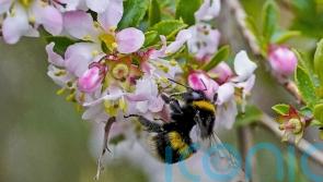 Current insecticide safety tests inadequate, research suggests