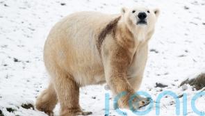 Polar bear attacks and kills woman and boy in remote Alaskan village