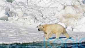 Polar bear attack kills young mother and one-year-old son