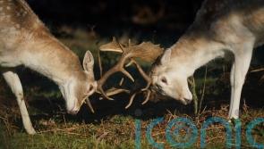 Nature group learns of community buyout plan from press amid dispute