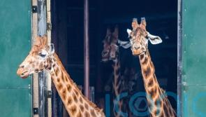 Men broke into zoo and hit giraffe with bottle before posting video on Snapchat