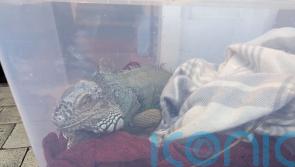 Iguana nicknamed Eddie Lizard found abandoned in a box on freezing day