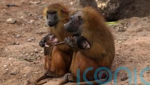 Study shows how baboons effortlessly transition from walking on four legs to two