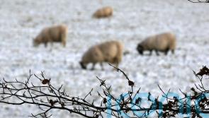 Scottish Government to invest £14m in sustainable farming