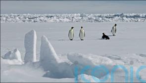 New emperor penguin colony in Antarctica discovered from space