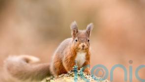 Red squirrel sightings reported by public boost work to save species