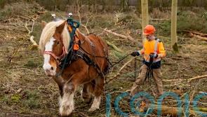 Rare breed horses help with biodiversity push at National Trust estate