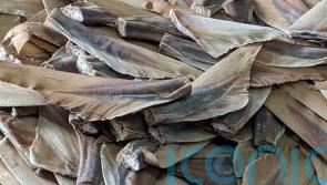 Minister hails Brexit freedoms as Shark Fins Bill progresses