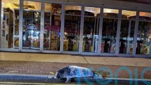 Friday night rescue for seal pup spotted outside Norfolk kebab shop