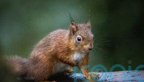 Red squirrels introduced at Co Down National Trust property