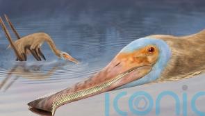 New pterosaur with more than 400 teeth unearthed in Germany