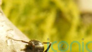 Ants detect scent of cancer in urine – research