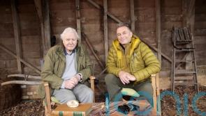 Sir David Attenborough: ‘Internal BBC politics’ took my career abroad
