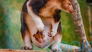 ‘Celebratory moment’ as rare tree kangaroo emerges from mother’s pouch