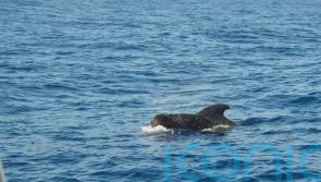 Pilot whale stranding shows impact of climate change, say scientists