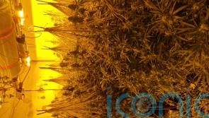 Cannabis seized during searches in Galway