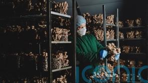 Mushroom firm grows as demand for exotic varieties surges