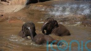 Mammals living in groups may live the longest, study suggests