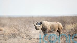 Twice as many rhinos killed as poaching increases in Namibia