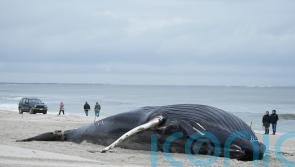 Stranded humpback whale dies on Long Island beach