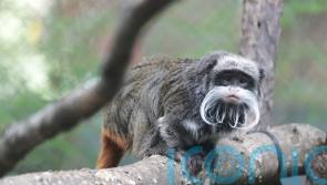 Missing monkeys found, but zoo mystery deepens in Dallas