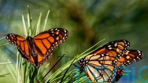 Monarch butterfly numbers rebound in California