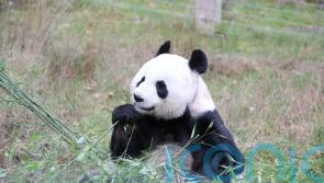 Edinburgh Zoo to offer visitors the chance to feed giant pandas