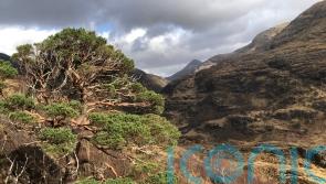 Survival of Scottish pinewoods dating back to ice age on a ‘knife-edge’ – study