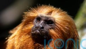 Race to vaccinate rare wild monkeys gives hope for their survival