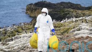 Avian flu: UK a ‘long way’ from seeing Covid-19-like infection in humans