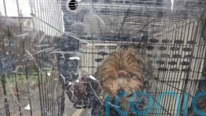 More than 30 dogs rescued from hoarder’s home after owner found dead