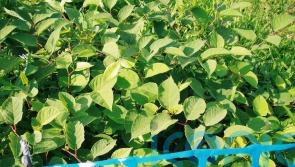 Land owner wins Japanese knotweed blight fight in appeal court