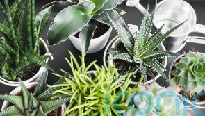 These easy-care houseplants don’t need much water