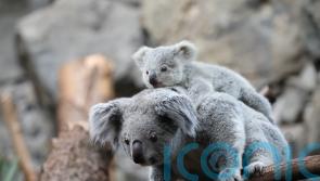 Double trouble as zoo reveals two baby koalas for the first time
