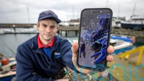 Rare blue lobster catch in Belfast Lough ‘two million to one shot’, says skipper
