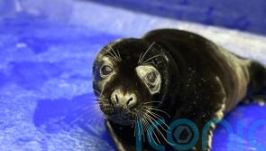 Rare black grey seal admitted to rescue centre after being found on beach