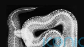 London Zoo releases animal X-rays to showcase care and conservation work