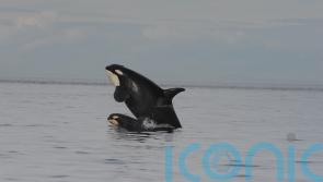 Killer whale mothers ‘pay high price’ for raising sons, say researchers