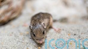 Tiny mouse named after Sir Patrick Stewart nets Guinness world record