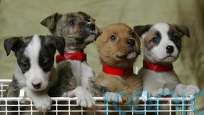 Fresh meat early diet reduces risk of dog digestive issues later in life &ndash; study